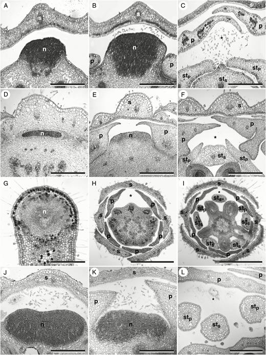 Floral architecture: cross-sections through mature flowers. (A–C) Geranium pratense. (A) Level of circular constriction below petal. (B) Level of petal insertion. (C) Level above nectary gland. (D–F) Geranium maderense. (D) Base of the flower and insertion of the nectary gland. (E) Level of petal insertion. (F) Level above the nectary gland. (G–I) Pelargonium reniforme (pre-anthetic flower). (G) Level at the base of the receptacular cavity and the base of the gland. (H) Level above the entrance of the cavity. (I) Level of the ovaries. (J–L) Hypseocharis bilobata. (J) Level below petal insertion. (K) Level at petal insertion. (L) Level above the nectary gland. n, nectary gland; p, petal; s, sepal; stp, antepetalous stamens; sts, antesepalous stamens, *Position of the nectary gland in lower levels. Scale bars in (A–I, K, L) = 500 μm, (J) = 250 μm.