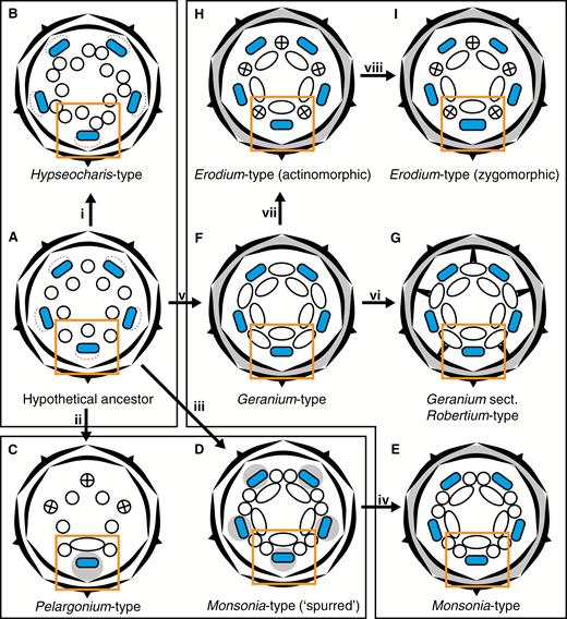 Schematic representation of the assumed evolutionary series of androecial floral organization in Geraniaceae and Hypseocharitaceae. (A) Type of organization as assumed for the hypothetical ancestor. Nectaries are slightly sunken into the receptacle. (i) Dédoublement in the antepetalous whorl of stamens. (B) Hypseocharis-type. (ii) Reduction of four nectary glands and three anthers and the formation of a receptacular cavity through intercalary growth. (C) Pelargonium-type. (iii) Dédoublement in the antepetalous androecial whorl and formation of receptacular cavities. (D) Monsonia-type with five receptacular cavities (‘spurred’). (iv) Reduction of receptacular cavities. (E) Monsonia-type. (v) Lateral broadening of the filaments and formation of an elaborate anthophore. (F) Geranium-type. (vi) Formation of basal outgrowth of the petals and elaborate synorganization and compartmentalization of the flower. (G) Geranium sect. Robertium-type. (vii) Reduction of the anthers of the antepetalous stamens. (H) Actinomorphic Erodium-type. (viii) Elaboration of the adaxial side of the flower. (I) Slightly zygomorphic Erodium-type. Black structures, perianth organs; white circles/ellipses, stamens; crossed circles, staminodes; blue rectangles, nectar glands; small grey circles with dashed line around nectary glands, slightly sunken nectary glands; grey areas, areas which are not affected by intercalary growth of the receptacle; orange boxes, functional unit formed around the nectary gland; black boxes, denote types with similar morphological configuration of the receptacle. Gynoecium not shown.
