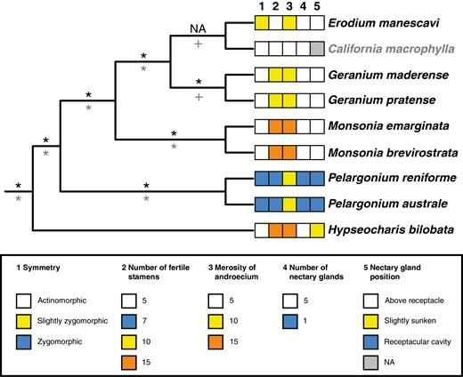 Phylogenetic relationships and selected character states of the species studied. The topology is based on Palazzesi et al. (2012) and Fiz et al. (2008). Black labels above the branches refer to support values from Palazzesi et al. (2012). Grey labels below the branches refer to support values from Fiz et al. (2008). Asterisks (*) indicate bootstrap support values of 100 % and a posterior probability of 1. Pluses (+) indicate a bootstrap support between 50 and 75 % and a posterior probability of 1. California macrophylla was not included in the sampling of Palazzesi et al. (2012) which is why there are no support values given (NA). The morphological data for California macrophylla come from Aldasoro et al. (2002) and personal observations. For character coding, please refer to the key.