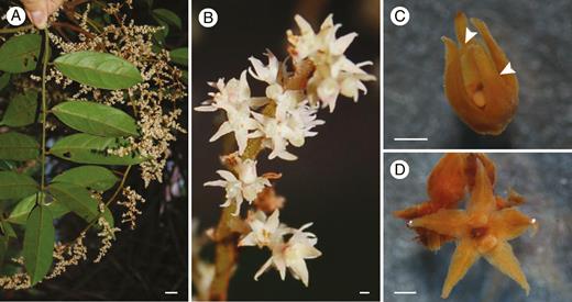 Inflorescence and mature flowers of a representative species of Ophiocaryon (O. heterophyllum). (A) Compound leaves and inflorescence. (B) Partial inflorescence with blooming flowers. (C) Mature flower close to anthesis. Note that the two inner petals are smaller than the three outer petals (arrowheads point to smaller petals). (D) Mature flower at anthesis. Scale bars: (A) = 1 cm; (B–D) = 500 μm.