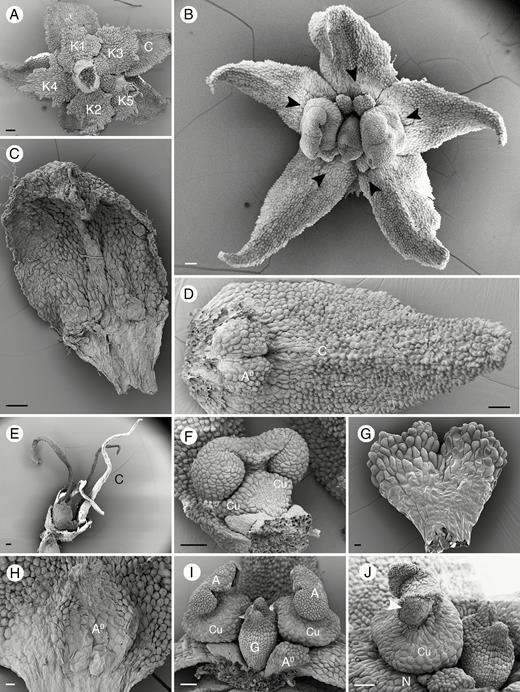 Floral morphological structures of Ophiocaryon. (A, B, D, F, G, I, J) O. heterophyllum; (C) O. duckei; (E) O. klugii. (H) O. paradoxum. (A) Superposed calyx and corolla, with two outermost sepals (K1, 2) smaller than the three inner sepals (K3–5). (B) A fully anthetic flower. Note arrangement of stamens opposite inner petals and small staminodes opposite outer petals (arrowheads). (C) A petal with ovate shape and obtuse apex. (D) A petal with ovate shape and acuminate apex, attached to a bilobed staminode. (E) A flower with elongated oval-shaped petal with acuminate apex. (F) A short swollen stamen attached to a petal with disporangiate, monothecal anther; note the rough upper surface and smooth lower surface. (G) A bilobed obcordate staminode with rough upper surface and smooth lower surface. (H) An ovate staminode with two small lobes at the apex. (I) Two stamens on lateral sides of the ovary; note cup-shaped structure under the anther (Cu). (J) Curling up of the anther wall after release of the pollen grains (arrowhead). A, stamen; A0, staminode; K, calyx; C, corolla; Cu, cupula; G, pistil. Scale bars: (A–F, I, J) = 100 μm; (G) = 20 μm; (H) = 30 μm.