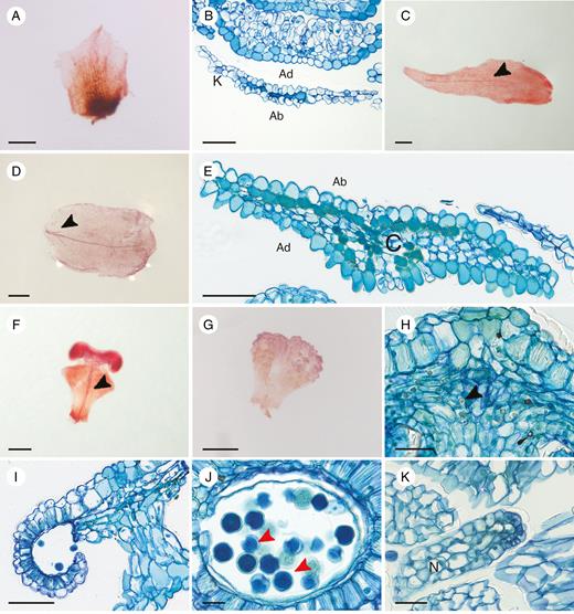 Floral anatomical structures of Ophiocaryon. (A–C, E, F, H–K) O. heterophyllum; (D) O. duckei; (G) O. paradoxum. (A) A cleared sepal without vascular bundle. (B) Transverse section showing a superposed sepal and petal; note the thin sepal anatomy without any vein. (C) A cleared petal with one vascular bundle (arrowhead). (D) A cleared petal with one main vein branching into two short veins at the base (arrowhead). (E) Transverse section of a petal showing tanniferous cells on the abaxial side and scattered around the mesophyll; conical cells are present mainly on the adaxial side of the petal. (F) A fertile stamen with a single vein (arrowhead). (G) A non-vascularized staminode. (H) Longitudinal section of a fertile stamen with calcium oxalate crystals within the connective tissue (arrowhead). (I) Longitudinal section of a fertile stamen showing the break-up of the anther wall, releasing pollen grains. Three layers of the anther wall are still visible, i.e. epidermis, endothecium and middle layer. (J) Longitudinal section of anther showing the presence of endoapertures of pollen grains (arrowheads), which indicate the type of Ophiocaryon pollen as tricolporate; endothecium, middle layer and tapetum are visible. (K) A non-vascularized nectary appendage composed of secretory cells. Ab, abaxial side; Ad, adaxial side; C, corolla; K, calyx; N, nectary. Scale bars: (A, C, D, F, G) = 200 μm; (B, E, I) = 100 μm; (H, K) = 50 μm; (J) = 20 μm.