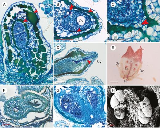 Anatomical structures of Ophiocaryon gynoecium. (A–D, G, H) O. heterophyllum; (E) O. paradoxum; (F) O. duckei. (A) Longitudinal section of ovary presents two layers of tanniferous cells, in the hypodermis and endodermis (arrowheads); two superposed ovules are visible inside a locule. (B) Transverse section of ovary showing an ovule inside a locule; there are two layers of tanniferous tissue in the ovary wall (arrowheads); note purple intralocular hairs (double arrowhead). (C) Presence of calcium oxalate crystal at the base of the ovary (arrowhead). (D) Longitudinal section of young ovary with secretion visible in the stylar canal (arrowhead). (E) Cleared ovary showing vascular bundles forming a ring (R) at the base and branching into two Y-shaped lateral veins (Lv) and two dorsal veins (Dv); no vascular bundles reach into the style. (F) Transverse section of an ovary consisting of two carpels with axile placentation; ovules are alternately attached on different sides of the locule. (G) Two superposed ovules are present in each locule. (H) Scanning electron microscopic image of young ovules demonstrating that integuments of ovules are reduced and swollen. Dv, dorsal vein; In, integument; Lv, lateral vein; Lo, locule; Ov, ovule; R, vascular ring; Sty, style. Scale bars: (A–D, F, G) = 100 μm; (E) = 200 μm; (H) = 30 μm.