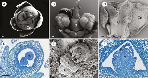 Floral morphology and anatomy of Meliosma alba. (A) Top view of nearly open flower showing four sepals (K), three outer petals (Op) and a dome formed by three staminodes (A0). (B) Lateral view of flower showing two fertile stamens (A) opposite two small inner petals (Ip) on lateral sides of the two-carpellate ovary (G) and one of the three staminodes (A0) (two were removed). A well-developed nectar disc (N) with appendages is visible at the base of the ovary. (C) Adaxial view of an outer petal (Op) and a corresponding staminode (A0). (D) Longitudinal section of a young ovary showing two ovules within one locule; the ovary wall has two faint tanniferous tissue layers in the outer and inner hypodermis. (E) View of two superposed ovules within a locule; note the two integuments, the outer (Oi) reduced compared with the inner (Ii). (F) Transverse section showing crassinucellate ovule with two integuments; the outer integument is reduced while the inner integument is well developed and forms a micropyle. A, stamen; A0, staminode; K, calyx; G, ovary; Ii, inner integument; Ip, inner petal; N, nectary; Nu, nucellus; Op, outer petal; Oi, outer integument; Ov, ovule. Scale bars: (A–C, F) = 100 μm; (D) = 200 μm; (E) = 20 μm.