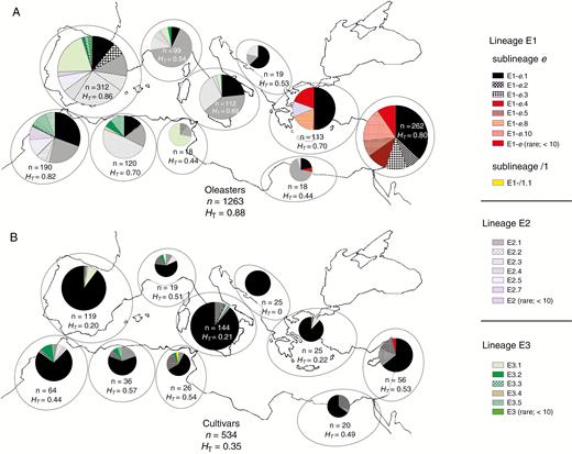 Distribution of chlorotypes (A) in oleaster populations, and (B) in the Mediterranean cultivated olive [based on data from Besnard et al. (2013b)]. Each chlorotype is represented by a specific motif, as defined in Supplementary Data Fig. S1. The number of accessions (n) and the total diversity (HT; Nei, 1987) of chloroplast DNA variation are given for each area and for the total sample. The size of pie charts is proportional to the number of individuals analysed per area. Chlorotypes primarily found in oleaster were mostly observed in the East (from the Peloponnese to the Levant; lineage E1) and westernmost part of the Mediterranean Basin (Iberian Peninsula and Morocco; lineages E2 and E3). Note that the geographic distribution of chlorotypes is clearly different between wild and cultivated olives, despite the extensive admixture of these two forms. In the western Mediterranean oleaster, lineage E1 is represented by only three chlorotypes (E1-e.1, E1-e.2 and E1-e.3) that were recently introduced into this area with the human-mediated spread of Levantine cultivated olives (Besnard et al., 2013b). For a detailed distribution of chlorotypes at the population level, see Besnard et al. (2013b).