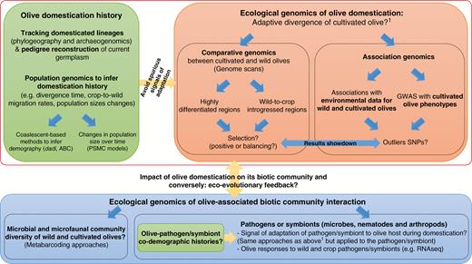 Methodological framework to address major questions on the impact of domestication on the evolution of olive and its associated biotic communities.
