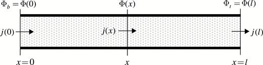 Stylized representation of an internode phloem conduit. Φb=Φ(0) and Φt=Φ(l) are the carbon potentials at the bottom and top ends of an internode, respectively. In the absence of sources/sinks, the axial mass flux of the carbohydrate,j, conserves along the internode. In the presence of sources/sinks,j(x) can be calculated using the mass conservation equation; see eqn (16) and the paragraph preceding the equation.