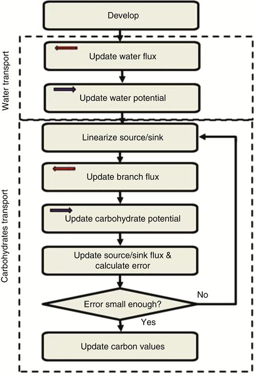 Phases of the simulation, each performed by an L-system derivation step. Arrows in the phase boxes indicate the direction that the L-system string is scanned. In the Develop phase the plant structure and the multi-module for each organ is updated. This includes the information exchange between the water and carbohydrate transport modules for calculation of the Münch counter-flow and the xylem pull terms. Due to the simple boundary conditions for water transport in this model, only two derivation steps were required to calculate water flux and water potential in the system. The carbohydrate transport computation required several phases to complete, because the source/sink fluxes are represented by non-linear functions of the carbon potential.