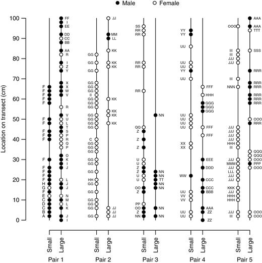 Spatial schematic of Marchantia inflexa plants as collected along ten 100 cm transects on five small–large habitat patch pairs. Plants, if present, were collected every 2 cm along the transect, with the location at 0 cm representing the water’s edge. Each unique genotype (genet and its genotypic clones) is represented by a letter combination. For example, genotype C is a different genotype from CC and CCC.