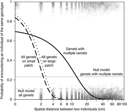 The probability that two individuals (ramets) were the same genotype decreased as the distance between the two individuals increased. The patch size affected this relationship, where individuals on small patches (black, dashed line) were less likely to be near genetically identical individuals than individuals on large patches (black, dotted line). If individuals were randomly distributed within a patch (null model), the probabilty that any two individuals were the same genotype would be about 0.1 despite the distance between individuals. This result means that, across all individuals (ramets) and genotypes (genets), clumping of genotypes occurs and the spatial extent of the clumping of genets is smaller for small patches than for large patches. Because many genotypes are represented by multiple individuals within a patch, we can account for the genotypes that are found in only one individual and focus on the spatial clumping of a genotype. These individuals are not dispersed equally throughout the patch (null model is grey, solid line), but form clumps up to 40 cm wide (black, solid line). Boxes show whether the two individuals in each pairwise comparison are the same genotype (y = 1) or are not the same genotype (y = 0). We added jitter along both the x-axis and y-axis so that all the data points could be observed. Distance is graphed as log10(distance + 1) to allow us to plot a distance of 0 cm; the labels on the x-axis correct for the transformation.