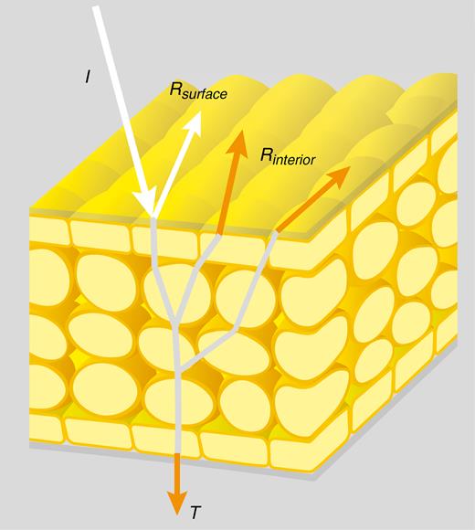 Diagram of light reflection in a flower. Part of the incident light (I) is reflected by the surface (Rsurface) or by the interior (Rinterior), part of the light is transmitted (T) through the flower, and light of a specific wavelength range is absorbed by pigments. The light that is reflected by the surface is largely unmodulated by pigments, whereas light that is reflected by the petal interior or transmitted through the flower will be modulated by pigments inside the flower (for visualization purposes the light rays inside the flower are shown in grey).