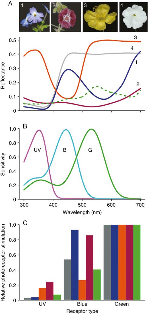 Reflectance spectra and their visual signals for four example flowers. (A) Reflectance spectra of four differently coloured flowers and an average green background spectrum: 1, Browallia americana; 2, Geranium phaeum; 3, Oenothera glazioviana; 4, Petunia nyctaginiflora; dashed curve, average green background. (B) Honey bee photoreceptor spectral sensitivities (after Peitsch et al., 1992). Relative photon stimulation for the different reflectance spectra of panel A for the different photoreceptors, using the photoreceptor spectral sensitivity shown in panel B. See Supplementary Data Table S1 for specific aspects of the spectra and interpretation with vision models.