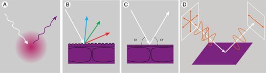 Various types of visual signals are not due to backscattering by the flower’s interior. (A) Fluorescence is the emission of light by pigments that absorbed light, for example absorption of ultraviolet light leads to emission of long-wavelength light such as blue. (B) Periodically structured striations of the flower’s cuticle may cause incident light to be diffracted, yielding a visual signal that is dependent on the angle of illumination and observation, a phenomenon known as iridescence. (C) A very flat and smooth flower surface may cause specular reflection when the angle of illumination is identical to the angle of observation (denoted by α). Light that is reflected by the surface will not be modified by floral pigments inside the flower, so the gloss will generally be perceived as (achromatic) white. (D) Unpolarized light illuminating the flower becomes linearly horizontally polarized when it is reflected by the smooth surface of a flower; the degree of polarization depends on the angle of incidence. In glossy areas and under large angles the ratio of surface versus subsurface reflection – and thus the polarization effect – will be maximal.