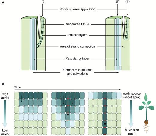 Auxin canalization model of vascular differentiation. (A) Sachs’ experiments on pea. (i) Auxin was applied to a separated section of the stem, and strands of xylem were differentiated, connecting the source of auxin with the existing vascular cylinder. (ii) Auxin applied to the existing vascular cylinder and the (iii) separated tissue prevented differentiation of xylem in separated tissue. NB: when the amount of auxin applied to the separated stem tissue was increased, but the amount of auxin applied to the existing vascular cylinder was kept constant, differentiation in the separated tissue did occur. (Based on image and information from Sachs, 1969.) (B) The canalization theory-based model of auxin flow. Auxin moves from cells of high to low concentration, and the resulting auxin influx polarizes PIN1 efflux carrier proteins to the plasma membrane opposite the influx of auxin. This positive feedback loop results in the gradual narrowing of cells with polarized PIN1 and canalization of auxin transport. Dark blue cells contain high concentrations of auxin, light green cells contain low concentrations of auxin, and polarized PIN1 proteins are shown in red.