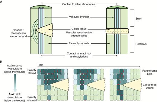 Vascular and polar auxin transport re-establishment after wounding or complete severing of the stem. (A) Vascular reconnection after wounding of the stem (left-hand side) or complete severing of the stem (right-hand side). (B) Polar auxin transport re-establishment over time after wounding, through polarization of PIN1 auxin transport proteins. Dark blue cells contain high concentrations of auxin, light green cells contain low concentrations of auxin, callus is shown in yellow, and polarized PIN1 proteins are shown in red.