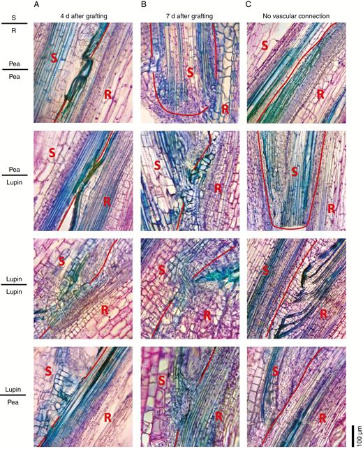 Vascular development in heterografts 4 and 7 d after grafting. Photographs of 30 μm thick longitudinal sections of the graft junction in reciprocal grafts between lupin and pea scions (S) and rootstocks (R). The graft junctions were harvested (A) 4 d or (B) 7 d after grafting. Wedge grafts were carried out with 1- to 2-week-old seedlings as described by Foo et al. (2015). The pea scions and rootstocks were severed in the first or second internode, lupin rootsocks in the epicotyl, and lupin scions in the hypocotyl. Sections were fixed in 4 % paraformaldehyde and embedded in polyethylene glycol (PEG) 1000 (using a method based on Paciorek et al., 2006) prior to sectioning and staining with toluidine blue and safranin O. The red line shows the junction between the scion and stock tissue. (C) Examples of grafts showing regions of no vascular reconnection for comparison.