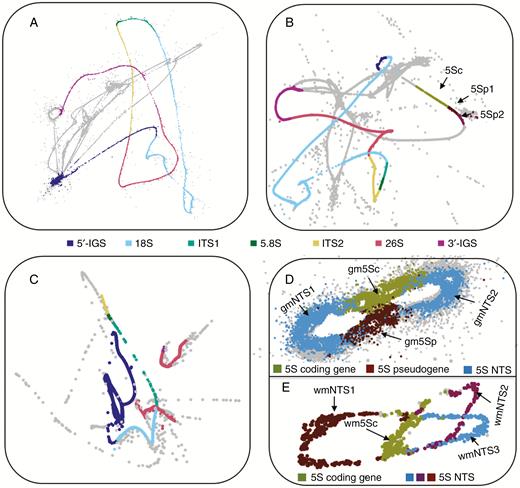 Projections of RepeatExplorer graphs representing rDNA units in gnetophytes. Graphs show rDNA paths in (A) G. montanum 35S rDNA, (B) E. altissima linked 35S–5S rDNA, (C) W. mirabilis 35S rDNA, (D) G. montanum 5S rDNA and (E) W. mirabilis 5S rDNA. Individual subregions of 35S rDNA are highlighted (see legend in the centre of the figure). The 5S subregions indicated are as follows: (B) 5Sp1 and 5Sp2 correspond to 5S pseudogene 1 and 2, respectively; (D) NTS, non-transcribed spacer (region); 5Sc, 5S rDNA coding sequence; 5Sp, 5S rDNA pseudogene; (E) NTS1, NTS2, NTS3, putative NTS categories 1, 2 and 3; 5Sc, 5S rDNA coding sequence.