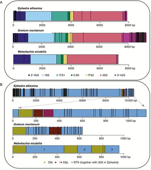 Distribution of SNPs across the 35S and 5S rDNA sequences in E. altissima, G. montanum and W. mirabilis. The identity of the rDNA unit subregions is shown by their colour. Vertical black bars represent high-confidence (onf % frequency) SNPs in (A) 35S rDNA and (B) 5S rDNA. In (B) the E. altissima IGS subregion is enlarged (dashed arrows) to show the organization of three integrated 5S rDNA sequences, including the functional 5S gene (5Sc) and the two 5S pseudogenes (5Sp).