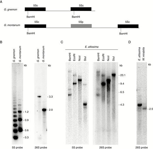 Southern blot hybridization analysis showing the genomic organization of the 5S and 35 rDNA regions in E. altissima, G. montanum and W. mirabilis. (A) Restriction maps of 5S units in G. montanum HTS contig and G. gnemon clone (GenBank accession number EU882731). Conserved BamHI sites in functional 5S genes (5Sc) are indicated. (B) Hybridization of BamHI (5S rDNA probe)- and BstNI (26S rDNA probe)-digested genomic DNA of G. montanum and G. gnemon. Note that the probes hybridize to restriction fragments of different size and that the periodicity of BamHI-generated ladders with the 5S probe differs between the two species. (C) A similar hybridization experiment to size fractionated E. altissima genomic DNA digested with BamHI, EcoRI, NcoI and StuI restriction enzymes. Note the co-hybridization of 5S and then 26S rDNA probes to the same BamHI, EcoRI and NcoI restriction fragments. (D) 26S probe hybridization to E. altissima and W. mirabilis DNA digested with BstNI. Note the very weak signal in W. mirabilis.