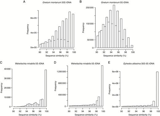 Read sequence heterogeneity of rDNA in gnetophytes. Histograms showing the percentage sequence similarity between reads from 35S (A, D), 5S (B, C) and 35S–5S (E) rDNA clusters in G. montanum (A, B), W. mirabilis (C, D) and E. altissima (E).