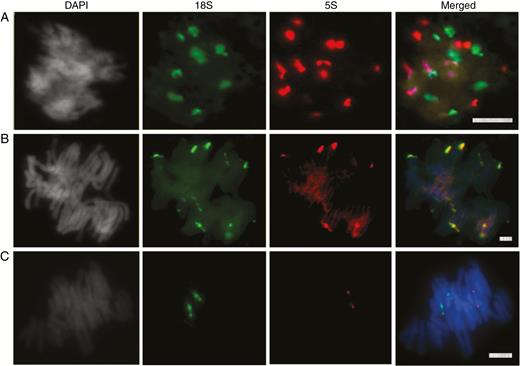 Fluorescent in situ hybridization of rDNA probes to: (A) G. montanum, (B) E. altissima and (C) W. mirabilis. Signals of 18S and 5S rDNA probes are in green and red, respectively. DAPI staining for DNA appears in grey to enable the visualization of chromosome contours. Scale bars = 10 µm.