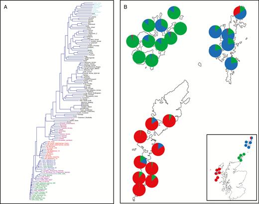 Biogeographical map: genotypic variation of barley with distribution across geographical zones. (A) Hierarchical clustering using Neighbor–Joining and an association matrix based on simple matching for 130 barley (Hordeum vulgare) accessions using 9K iSelect SNP chip (Comadran et al., 2012) (Supplementary Data Table 1). To simplify, two-row landraces UK are coloured black, two-row modern cultivars are light blue, six-row Scandinavian landraces are purple, Bere landraces from Orkney are green, those from the Shetlands are blue, those from the Western Isles are red and those of unknown origin are pink (most group close to Orkney accessions). Two accessions from the Faeroe Islands group closely to Shetlands and Bere North Ronaldsay; the furthermost of the Orkney Isles is close to most of the Shetland accessions. Accessions with asterisks are used in pot, hydroponics and field experiments. (B) STRUCTURE results (K = 3) for Bere accessions only from Scottish Islands (Western Isles, islands off the West coast of Scotland latitude of 58.217 and longitude –6.37; Orkney Isles, North of Scotland with latitude of 58.985 and longitude of –2.960; Shetland Isles are 80 km from Orkney at a latitude of 60.347 and the longitude is –1.236); the inset map shows the true position of Western and Orkney Isles in relation to the mainland of Scotland (Shetlands are positioned closer to Orkney for illustration). Q profiles (membership of each of the three groups) are shown as pie charts and located close to collection sites. For example, most accessions from Orkney have similar Q values for membership of that particular K group (green) and range from 0.322 to 0.999. Similar membership profiles were identified for the Western Isles (red) and Shetland Isles (blue).