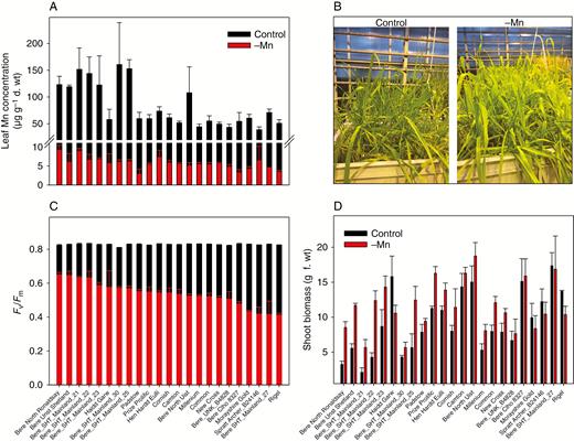 Tolerance to Mn deficiency in barley landraces in hydroponic growth conditions. Barley landraces were grown in hydroponics under Mn-replete (Control) or Mn-deficient conditions (–Mn). (A) Leaf Mn concentration (μg g–1 d. wt) in the youngest fully developed leaf (YFDL). (B) Appearance and vigour of control plants (left photo; full nutrient) and Mn-deficient plants (right photo) at 30 d after transplantation (DAT) to hydroponics. (C) PSII efficiency (Fv/Fm) in the YFDL of plants exposed to control or Mn deficiency conditions. (D) Shoot biomass (g f. wt). In (A), (C) and (D), the values are means± s.e. (n = 3).
