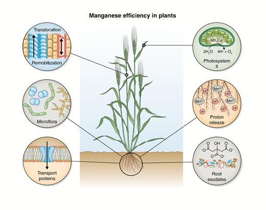 Conceptual model summarizing selected key processes controlling manganese (Mn) efficiency in plants. Proton release: increased proton-pumping activity releases H+ into the rhizosphere and promotes lowering of pH, which dissolves Mn(IV) oxides into plant-available Mn2+ (Mizuno et al., 2006). Root exudates: exudation of organic acids such as citrate, malate, oxalate and oxaloactetate to the rhizosphere changes soil Mn solubility through their ability to reduce Mn(IV) oxides by ligand exchange and complexing the released Mn2+ to increase plant availability (Gherardi and Rengel, 2004; Rengel and Marschner, 2005; Chen et al., 2015; Rengel, 2015; Liu et al., 2017). Under Mn deficiency, root phytase exudation can be upregulated in plants, to solubilize Mn2+ complexed with inositol phosphates (George et al., 2014). Microflora: rhizosphere micro-organisms play important roles in plant tolerance towards Mn deficiency. The rhizosphere is rich in bacteria and fungi, with the ability to change the redox state of Mn and thereby influence the plant availability of Mn (Kothari et al., 1991; Posta et al., 1994; Marschner et al., 2003). Transport proteins: a range of plasma membrane-bound proteins localized at the root surface (IRT1 and NRAMP1;5) (Pedas et al., 2008; Cailliatte et al., 2010; Sasaki et al., 2012; Wu et al., 2016) and endogenous transport proteins (VIT1, CAX2, ECA1;3, ZIP1, NRAMP2;3;4 and MTP8, 11) (Pedas et al., 2014; Alejandro et al., 2017; Shao et al., 2017) are regulated by the Mn status of plants and are involved in primary uptake of Mn2+. Translocation and remobilization: upon Mn uptake by the roots, Mn loading and unloading of xylem and phloem is mediated by Mn transport proteins (Yamaji et al., 2013). Furthermore, the chemical environment of the vascular tissue fluid (Álvarez-Fernández et al., 2014), and leaf transpiration (Hebbern et al., 2009) influence Mn mobility within plants. Photosystem II: at the leaf level, the chloroplast Mn transporters, CMT1 (Eisenhut et al., 2018) and PAM71 (Schneider et al., 2016), are involved in Mn2+ homeostasis and required for Mn delivery to PSII super- and subcomplexes to fulfil the catalytic function of Mn in water splitting in photosynthesis. The peripheral proteins PsbP and PsbQ of PSII protect the Mn cluster of PSII and are important for PSII stability and functionality (Schmidt et al., 2016a, b).