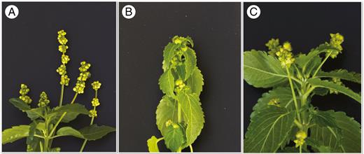Images of three different sexual phenotypes of hexaploid Mercurialis annua: (A) a male individual, showing flowers on peduncles; (B) a P− monoecious individual, with male and female flowers held in leaf axils; and (C) a P+ monoecious individual, with flowers held on erect inflorescence stalks, or ‘peduncles’. Images courtesy of Xinji Li.