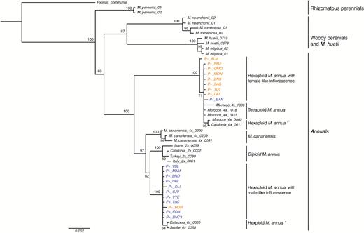 MrBayes consensus tree based on the concatenated trnL-trnF and matK-trnK chloroplast datasets, using the best-fit partition model of nucleotide substitution with 10 million MCMC burn-in iterations. P– and P+ monoecious populations are highlighted in orange and blue, respectively. Asterisks denote hexaploid Mercurialis annua populations for which inflorescence structure was not measured. The scale bar at the bottom are in the units of number of base substitutions per site.