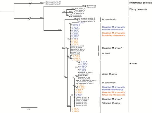 MrBayes consensus tree based on the ITS datasets, using the best-fit partition model of nucleotide substitution with 10 million MCMC burn-in iterations. P– and P+ monoecious populations are highlighted in orange and blue, respectively. The scale bar at the bottom are in the units of number of base substitutions per site.