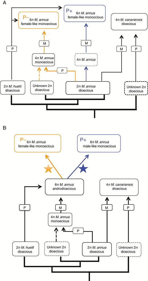 Modified scheme of two possible scenarios for the evolutionary origin of the P+ hexaploid monoecious phenotype within the Mercurialis species complex. Scenario A describes two independent evolutionary origins of P+ and P– hexaploid monoecious phenotypes. Here, the P+ hexaploid phenotype is derived from a possible autopolyploidization of diploid dioecious M. annua to form an unknown tetraploid Mercurialis species (indicated with blue lines), followed by hybridization with a diploid M. huetii male. The P– hexaploid lineage is then possibly derived from hybridization between an unknown maternal diploid Mercurialis species and a diploid M. annua male, followed by autopolyploidization to form tetraploid M. annua (orange lines), finally followed by hybridization with a diploid M. huetii male. Scenario B depicts a single origin for both P+ and P– phenotypes. Here, the evolutionary origin of hexaploid androdioecious M. annua follows the hypothesis of Obbard et al. (2006a). Both P– and P+ evolved from hexaploid androdioecious M. annua, during which reproductive isolation evolved, with chloroplast capture between different hexaploid lineages or between hexaploid and diploid M. annua. Figure modified from Obbard et al. (2006a). A star associated with orange or blue denotes a different diversifying process.