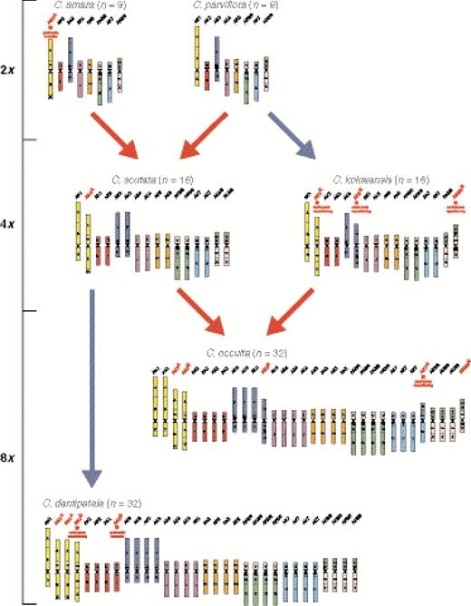 Genome structure and origin of Asian Cardamine polyploids and their diploid progenitors. Comparative cytogenetic maps are based on the comparison with the Ancestral Crucifer Karyotype (ACK; Lysak et al., 2016) comprising eight chromosomes (AK1–AK8) and 22 genomic blocks. Cardamine chromosomes follow the ‘ancestral colours’ of AK chromosomes and capital letters refer to genomic blocks (A–X). Chromosome rearrangements are indicated by red asterisks, while reshuffled chromosomes are highlighted by red headings. Red and blue arrows represent allo- and autopolyploid events, respectively.