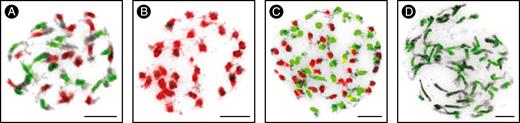 Genomic in situ hybridization (GISH) in Asian Cardamine polyploids. (A) GISH revealed 16 chromosomes of C. amara (green fluorescence) and 16 chromosomes of C. parviflora (red fluorescence) within a mitotic chromosome complement of the allotetraploid C. scutata (2n = 32). (B) Mitotic chromosomes of the autotetraploid C. kokaiensis (2n = 32) entirelly labelled by gDNA of C. parviflora (red). (C) GISH with gDNA of C. kokaiensis (red) and C. scutata (green) revealed two 32-chromosomal subgenomes in the allooctoploid C. occulta (2n = 64). (D) Mitotic chromosomes of the autooctoploid C. dentipetala (2n = 64) hybridized with gDNA of C. scutata (green). Chromosomes were counterstained by DAPI and inverted in Adobe Photoshop. Scale bars = 10 µm.