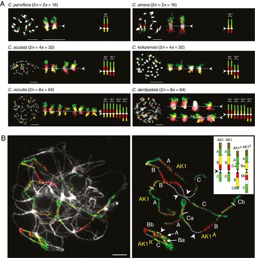 Comparative chromosome painting (CCP) with probes for AK1. (A) CCP revealed the structure of AK1 homeologues within mitotic chromosome complements of Cardamine parviflora, C. amara, C. scutata, C. kokaiensis, C. occulta and C. dentipetala. (B) An example of fine-scale CCP on pachytene chromosomes of C. occulta. Arrowheads point to centromeres. Red, green and yellow colours correspond to fluorescent signals of Texas Red, Alexa 488 and Cy3, respectively. Chromosomes were counterstained by DAPI and cut out using Adobe Photoshop. Scale bars = 10 µm.