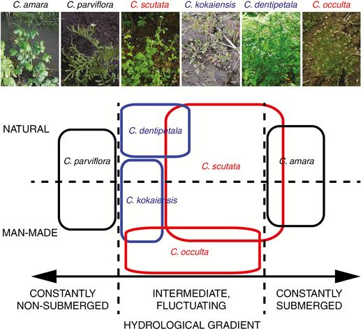Schematic diagram representing niche separation among the six studied Cardamine species along the hydrological gradient (a horizontal arrow separated by vertical broken lines) in natural and human-made habitats (vertically arranged and separated by a horizontal broken line). Black, blue and red rectangles represent habitat ranges of the parental diploids, autopolyploids and allopolyploids, respectively.