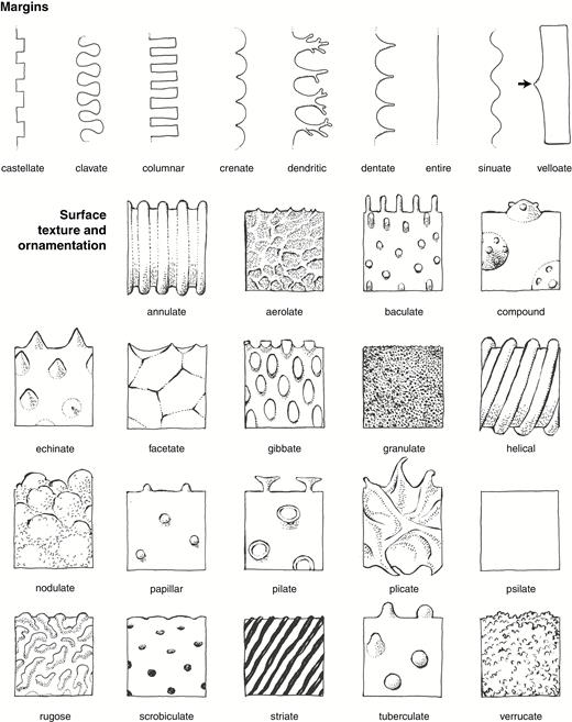 Line drawings illustrating important phytolith descriptors for margins, surface, texture and ornamentation. Drawings by C.A.E. Strömberg.