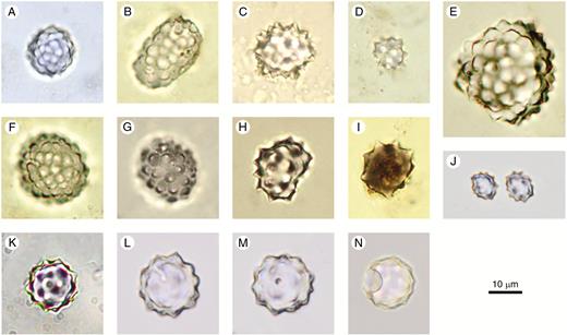 Spheroid echinate (A–J) and potential confusers (K–N). (A–I) From soil surface samples and Holocene archaeological sites in West and Central Africa. (J) Cocos nucifera (Arecaceae), leaf. (K–N) Silica bodies with similarity to both spheroid echinate and asterone microscleres. Palaeolake sediments, Northern Awash, Ethiopia, Late Pliocene. Authors: K. Neumann (A–I); C. Yost (J–N).
