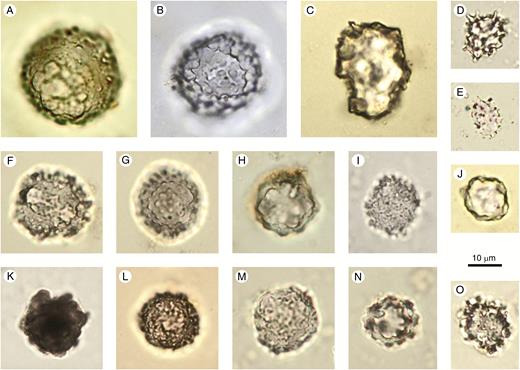 Spheroid ornate. (A–O) From soil surface samples and Holocene archaeological sites in West and Central Africa. Author: K. Neumann.