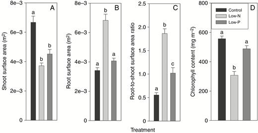 (A) Shoot and (B) root surface area, (C) root-to-shoot surface area ratio and (D) leaf chlorophyll content of 14- to 18-d-old barley plants grown on complete nutrient solution (control) or on nutrient solution containing only 3.33 % of the nitrogen (low-N) or 2.5 % of the phosphate (low-P) of the control solution. Results are mean and s.e. (error bars) of (A–C) (n) 21–23 and (D) 4–7 plant analyses. Statistically significant differences (P < 0.05) in values between treatments are indicated by different letters above the columns.