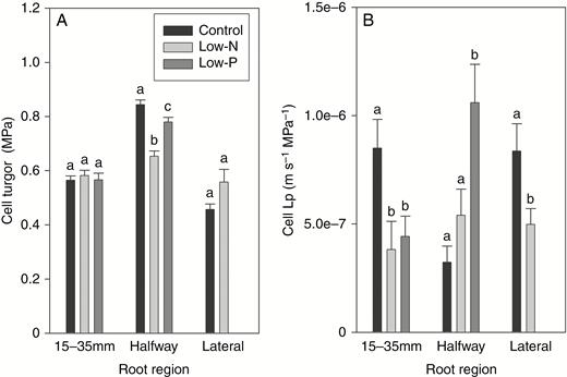 Cell pressure probe analyses of 14- to 18-d-old barley plants. Plants were grown on complete nutrient solution (control) or on nutrient solution containing only 3.33 % of the nitrogen (low-N) or 2.5 % of the phosphate (low-P) of the control solution. The main axis of seminal roots was analysed 15–35 mm from the tip or halfway along the entire length of root; primary lateral roots were also analysed (control and low-N plants only). (A) Turgor and (B) cell hydraulic conductivity (Lp). Results are mean and s.e. (error bars) of 12–19 (15–3 mm), 7–11 (halfway position) and 8–9 (lateral roots) cell analyses of several roots of each treatment. Statistically significant differences (P < 0.05) in values between treatments for a particular root position and type are indicated by different letters above the columns.