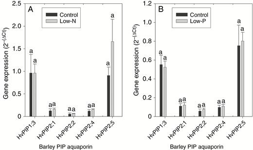 Gene expression of PIP AQPs in roots of 14- to 18-d-old barley plants. Plants were grown on complete nutrient solution (control) or on nutrient solution containing only 3.33 % of the nitrogen (low-N) or 2.5 % the phosphate (low-P) of the control solution. Two sets of experiments were carried out; in the first set (A) expression was compared between control and low-N plants and in the second set (B) expression was compared between control and low-P plants. Expression of PIP genes was related to that of the references genes, which resulted in ∆Ct values; the 2−(∆Ct) values shown represent the fold-time expression of the PIP gene relative to that of the three reference genes (value set to 1.0). Four or five replicate plant samples were analysed in each set of experiments and for each treatment, and results are mean and s.e. (error bars). Statistically significant differences in candidate PIP gene expression between treatments are indicated by different letters above the columns.