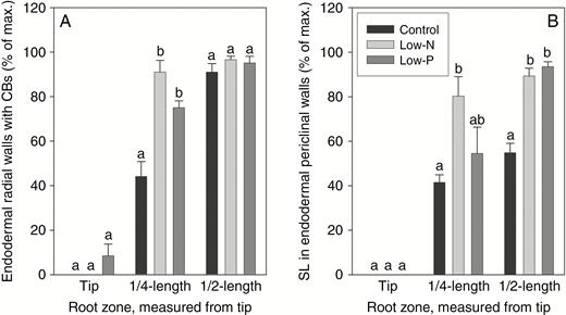 Semi-quantitative assessment of the occurrence of (A) fully formed Casparian bands (CBs) and (B) suberin lamellae (SL) in the main axis of seminal roots of 14- to 18-d-old barley plants. Plants were grown on complete nutrient solution (control) or on nutrient solution containing only 3.33 % of the nitrogen (low-N) or 2.5 % of the phosphate (low-P) of the control solution. Sections were made at three positions along the identical root for a given treatment. Results are means and s.e. (error bars) of four or five root analyses and are expressed as percentage of the maximum possible value if all endodermal cells contained fully formed Casparian bands (i.e. not merely a dot-like appearance of Casparian band structure but a fully-formed band along the entire radial wall of an endodermal cell) and suberin lamella (with staining at highest intensity). Statistically significant differences (P < 0.05) in values between treatments are indicated by different letters above the columns