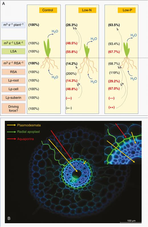 (A) Schematic of changes that affect water flow in 14- to 18-d-old barley plants in response to a low supply of N and P. The boxes in the left panel represent (from top to bottom) transpirational water flow rate per plant (m3 s−1 plant−1); transpirational water flow per leaf surface area (m3 s−1 LSA−1); leaf surface area (LSA); transpirational water flow per root surface area (m3 s−1 RSA−1); root surface area (RSA); root hydraulic conductivity (Lp-root); cell hydraulic conductivity (Lp-cell) at 15–35 mm from the tip of the main axis of seminal roots; qualitative assessment of the hydraulic conductivity of suberin lamella (Lp-suberin; 100 %, control level; –, less conductance); and driving force for radial root water uptake in a transpiring plant (Driving force?). The driving force was not measured and it can only be speculated (‘?’) whether and how (+−, no change; ++, increase) it changed in response to nutritional treatment. Values in low-N and low-P plants are expressed as percentage of the control value (set to 100 %). Arrows indicate the contributions of certain processes to some of the quantities analysed. For example, in the low-N condition reductions in transpirational water loss per LSA and also LSA contributed, together, to the reduction in the rate of plant transpirational water loss. In the same plants, the reduction in root Lp could explain, on its own, the reduction in transpirational water flow (and associated water uptake) per root surface area. (B) Flow paths for water across the root cylinder of plants, such as low-N and low-P plants, which have the endodermis completely covered with suberin lamella in the tangential walls and have Casparian bands in all radial walls. Three flow paths are distinguished: a purely apoplastic path along the radial walls, which is slowed down/blocked by Casparian bands; a path involving transport through AQPs, which may proceed up to the innermost cortex cell layer and is then slowed down/blocked by suberin lamella; and a symplasmic flow path involving transport through plasmodesmata, bypassing suberin lamella. The small picture at the top right shows part of the main picture at twice the magnification.