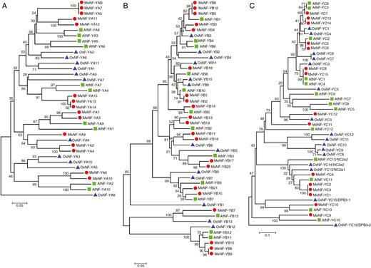 Neighbour-joining phylogenetic tree of 15 MeNF-YAs (A), 21 MeNF-YBs (B) and 15 MeNF-YCs (C). The sequences of amino acids corresponding to CDS were used for alignment analysis. The numbers and the scale bars indicate the relative values of phylogenetic relationship.