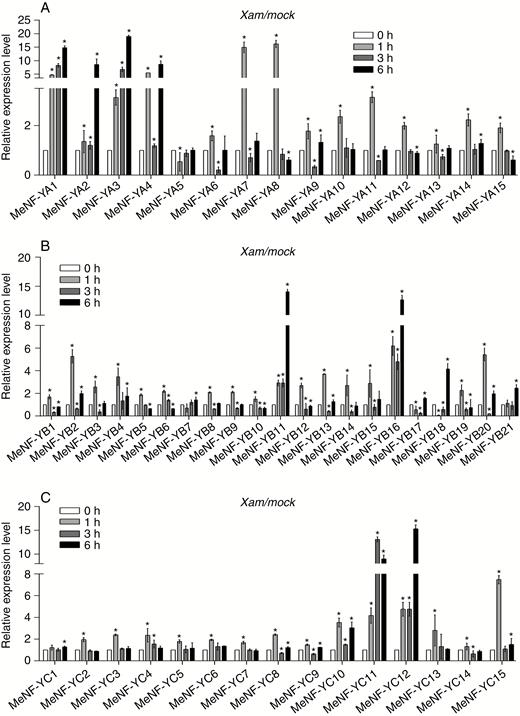 Expression profiles of (A) MeNF-YAs, (B) MeNF-YBs and (C) MeNF-YCs in response to Xam treatment. For treatment, leaves of 30-d-old plants were syringe-infiltrated with 10 mm MgCl2 (mock) or 108 cfu mL−1 of Xam in 10 mm MgCl2 for 0, 1, 3 or 6 h. The error bars represent SDs. *P < 0.05 compared with mock treatment.
