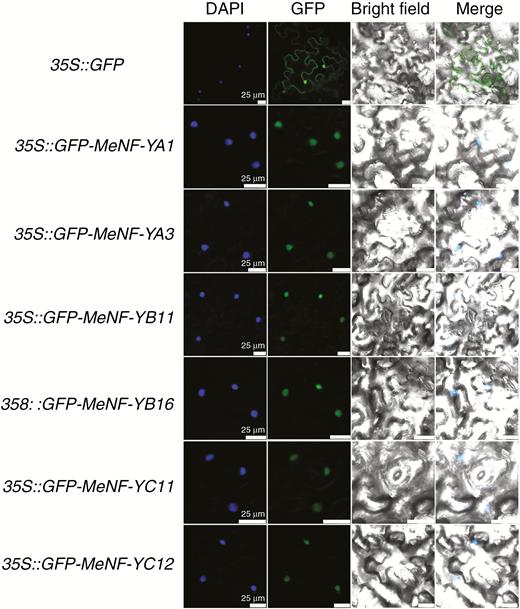 Subcellular localization of MeNF-YAs, MeNF-YBs and MeNF-YCs. Green fluorescence of 35S::GFP and 35S::GFP-MeNF-Ys was expressed in N. benthamiana leaves. DAPI-stained cell nuclei and green fluorescence are shown. Scale bars = 25 μm.