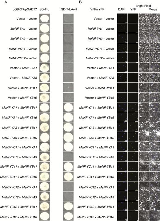 Protein interaction between MeNF-YAs, MeNF-YBs and MeNF-YCs. (A) Yeast two-hybrid assay showing the physical interaction between MeNF-YAs, MeNF-YBs and MeNF-YCs. The positive clones of interacted proteins were selected on selective SD medium (SD-Leu-Trp-His-Ade). (B) BiFC assay showing protein interaction between MeNF-YAs, MeNF-YBs and MeNF-YCs in planta. DAPI-stained cell nuclei and yellow fluorescent protein (YFP) are shown. Scale bars = 25 μm.