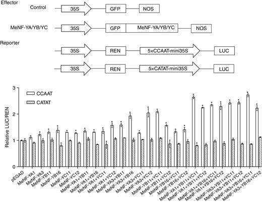 Transcriptional activation activity of the heterotrimeric NF-Y transcription factor complex. For the assay, pEGAD and MeNF-Ys-pEGAD were used as the effectors and 5×CCAAT-mini35S-pGreenII0800-LUC and 5×CATAT-mini35S-pGreenII0800-LUC were used as the reporters. *P < 0.05 compared with mock treatment. NOS, nopalinesynthase; REN, renilla.