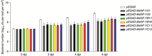 Overexpression of MeNF-Ys confers improved disease resistance to Xam in N. benthamiana. GV3101 strains together with P19 were syringe-infiltrated into N. benthamiana leaves for 2 d, and 108 cfu mL−1 of Xam in 10 mM MgCl2 was syringe-infiltrated for the disease resistance assay. *P < 0.05 compared with mock treatment.
